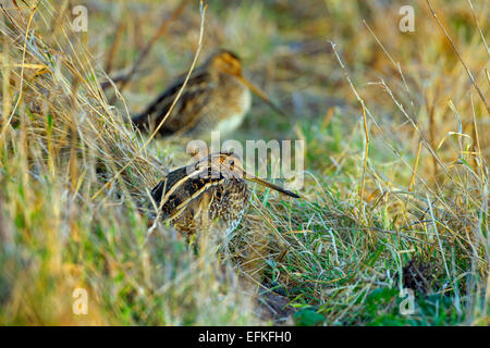 Beccaccino Gallinago gallinago due poggiante sulla riva del fiume Foto Stock