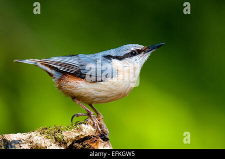 Picchio muratore (Sitta europaea) adulto arroccato su un registro a Hale in Cumbria. Maggio. Foto Stock