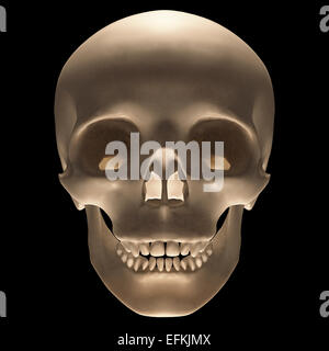 Cranio su sfondo nero con percorso di clipping incluso. Foto Stock