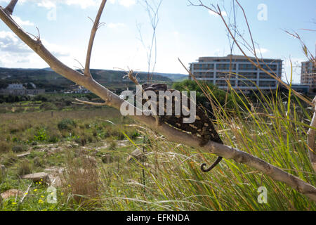 Camaleonte comune, Chamaeleo chamaeleon, chiamato anche Mediterraneo Chamaeleon, da Malta. Foto Stock