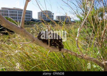 Camaleonte comune, Chamaeleo chamaeleon, chiamato anche Mediterraneo Chamaeleon, da Malta. Foto Stock