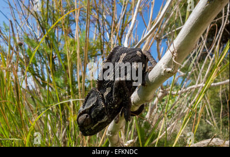 Camaleonte comune, Chamaeleo chamaeleon, chiamato anche Mediterraneo Chamaeleon, da Malta. Foto Stock