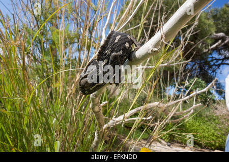 Camaleonte comune, Chamaeleo chamaeleon, chiamato anche Mediterraneo Chamaeleon, da Malta. Foto Stock