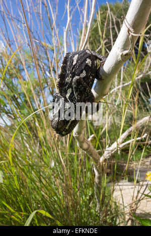 Camaleonte comune, Chamaeleo chamaeleon, chiamato anche Mediterraneo Chamaeleon, da Malta. Foto Stock