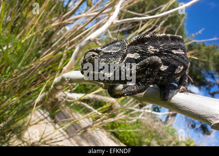 Camaleonte comune, Chamaeleo chamaeleon, chiamato anche Mediterraneo Chamaeleon, da Malta. Foto Stock