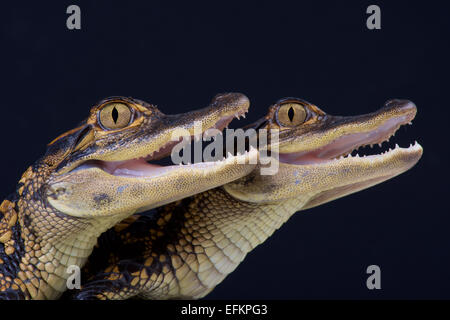 Il coccodrillo americano / Alligator mississippiensis Foto Stock