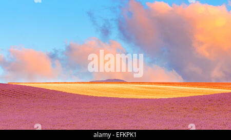 Champs de lavande et champs de blé au leva de soleil pano , valensole Haute Provence Francia 04 Foto Stock