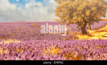 Champs de lavande au leva de soleil avec ciel et brume pano valensole Haute Provence Francia 04 Foto Stock