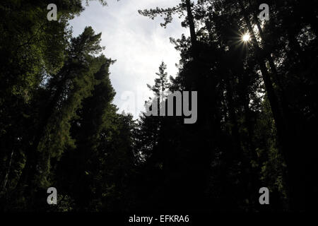 Pomeriggio di sole che splende attraverso la crescita vecchio coast redwood alberi, su entrambi i lati del cielo blu apertura, Muir Woods, Marin County, STATI UNITI D'AMERICA Foto Stock