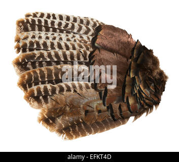 Il marrone ed il grigio aperto ala di uccello isolato su sfondo bianco. Foto Stock