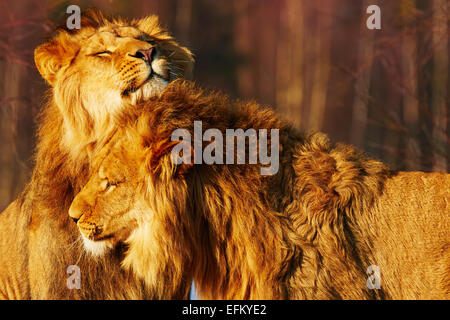 Due fratelli lion chiudere insieme in una foresta Foto Stock