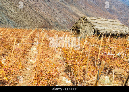 I vitigni impiegati per la realizzazione di pisco in Valle Elqui vicino Vicuna, Cile Foto Stock