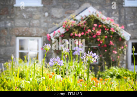 Tradizionale cottage in pietra con rose rampicanti e fiori viola in giardino, isole Scilly, Regno Unito Foto Stock