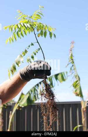 Impianto di Curry - Murraya Koenigii piantina Foto Stock