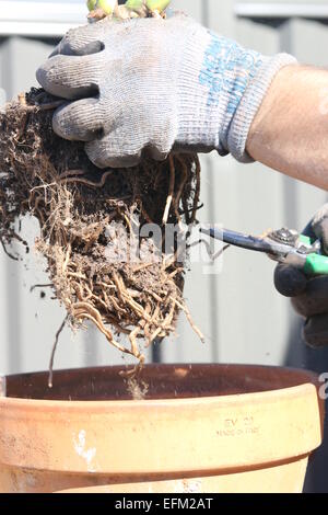 Rootbound, pot impianto legato Foto Stock