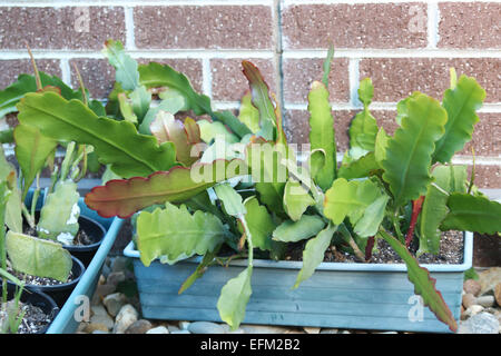 Epiphyllum o orchid cactus in vasi Foto Stock