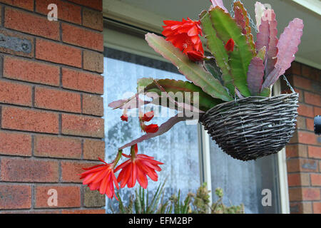 Orchidea rossa Cactus fiore o Epiphyllum ackermannii nel cestello pendenti Foto Stock