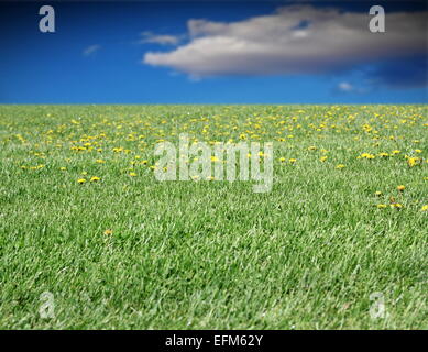 Verde prato pieno di giallo selvatico di tarassaco e il cielo blu con nuvole Foto Stock