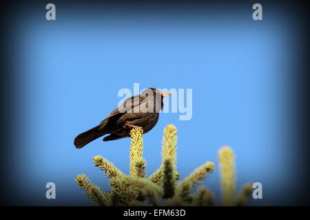 Maschio di merlo comune ( turdus merula ) canta per il territorio in primavera sulla cima di abete Foto Stock