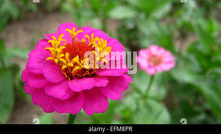 Rosa zinnia elegans fiore nel giardino. Foto Stock