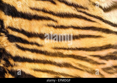 I gatti selvatici pelo testurizzato, tiger naturale scuro strisce sulla pelle non conciata reale Foto Stock