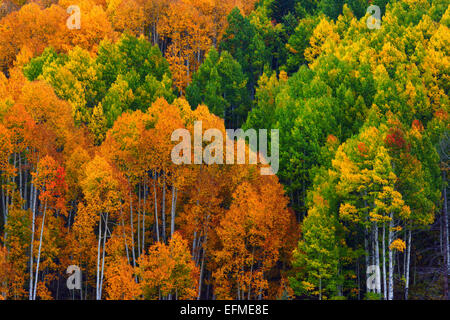 Aspen alberi del West Elk Mountains in Colorado mostrare i loro colori incredibili lungo Kebler Pass presso l'altezza dell'Autunno Foto Stock