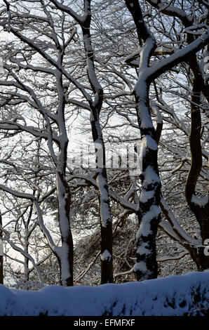 Neve su alberi, Ranmoor Cliffe, Ranmoor, Sheffield South Yorkshire, Inghilterra, Regno Unito Europa. Foto Stock