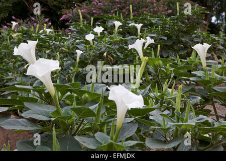 Sacred Datura blossoms Foto Stock