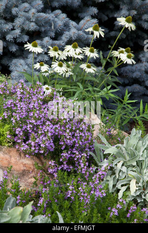 Inverno viola e saporiti Coneflower bianco Foto Stock