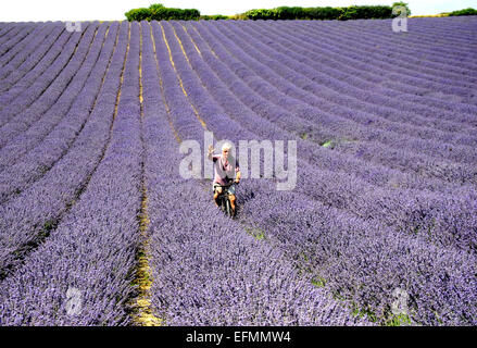 Agricoltore Andrew Elms utilizza la sua vecchia bicicletta per ispezionare il suo raccolto levender nella sua fattoria Lordington iat, vicino a Chichester, West Sussex. Pic Foto Stock