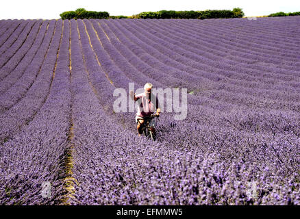 Agricoltore Andrew Elms utilizza la sua vecchia bicicletta per ispezionare il suo raccolto levender nella sua fattoria Lordington iat, vicino a Chichester, West Sussex. Pic Foto Stock