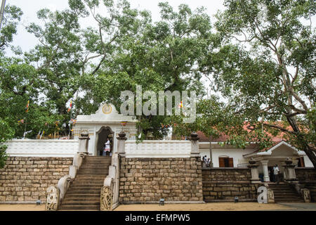 Al sacred bo,bodhi,tree,tempio buddista,Anuradhapura,Sri Lanka,l'Asia. Foto Stock