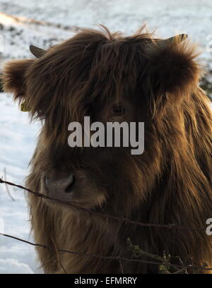 Ritratto di un rosso Highland vitello bovino. Foto Stock