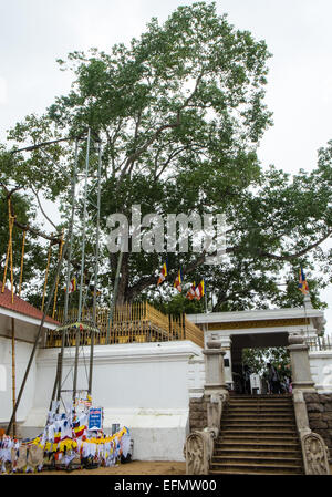 La famosa Sacra bo,bodhi,tree,tempio buddista,Anuradhapura,Sri Lanka,Asia.Più antica struttura registrati nel mondo. Foto Stock