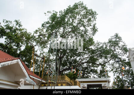 La famosa Sacra bo,bodhi,tree,tempio buddista,Anuradhapura,Sri Lanka,Asia.Più antica struttura registrati nel mondo. Foto Stock