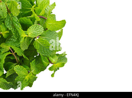 Mentha Cordifolia Opiz noto come menta, isolare su sfondo bianco e il tracciato di ritaglio Foto Stock