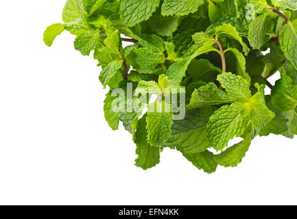 Mentha Cordifolia Opiz noto come menta, isolare su sfondo bianco e il tracciato di ritaglio Foto Stock