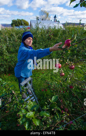 Un apritoio sale una scala per sradicare la frutta fresca da un albero di mele in un frutteto a Lafayette, New York. Foto Stock