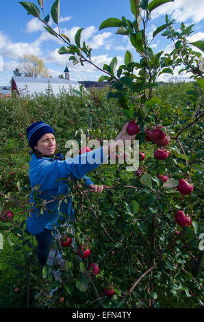 Un apritoio sale una scala per sradicare la frutta fresca da un albero di mele in un frutteto a Lafayette, New York. Foto Stock