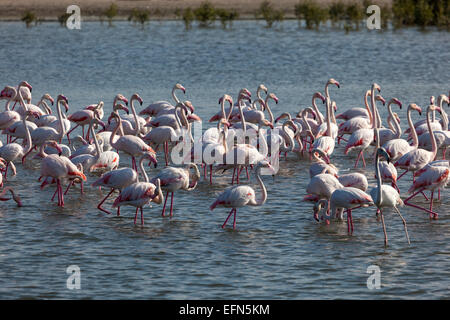 Maggiore i fenicotteri a Ras Al Khor Wildlife Sanctuary in Dubai Emirati Arabi Uniti Foto Stock