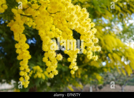 La Mimosa, Acacia dealbata, argento bargiglio, foglie e fiori di colore giallo in primavera, Spagna Foto Stock