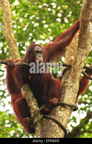 (Orangutan Pongo pygmaeus), adulto, in cattività, Singapore, Sud-est asiatico, in Asia Foto Stock