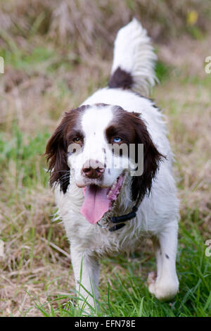 Springer spaniel cane con heterochromia iridum divertirsi sulla passeggiata nel campo Foto Stock