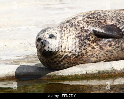 Politica europea comune di tenuta (Phoca vitulina) poltrire sulla riva Foto Stock