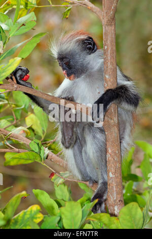 In via di estinzione Zanzibar Red Colobus Monkey (Procolobus kirkii), la foresta di Jozani, Zanzibar Foto Stock