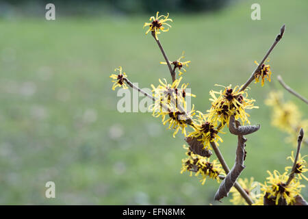 Hamamelis mollis Jermyns oro. Il cinese amamelide 'Jermyns Oro' fioritura in inverno. Regno Unito Foto Stock