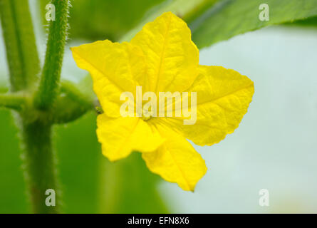 La fotografia macro di cetriolo's flower sulla boccola Foto Stock