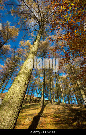 Colore di autunno nel lontano raggiunge la parte superiore della valle del Derwent nel Peak District, Derbyshire. Foto Stock