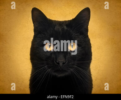 Close-up di un gatto nero guardando la telecamera, su sfondo giallo Foto Stock