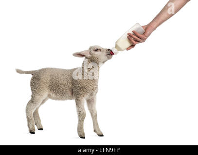 Agnello lattante da un biberon (8 settimane di età) contro uno sfondo bianco Foto Stock